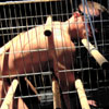 Dungeon Games: Cage 2