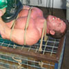 House of Pain 2: Part 7